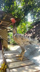 ayam sabung batang kaki