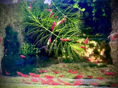 Neocaridina Fire Red Shrimp For Sale