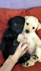 Labrador retriever female mka