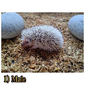 Hedgehog