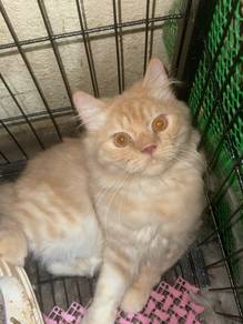 MIX RAGDOLl