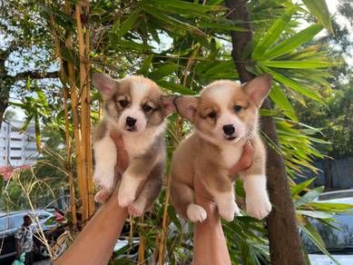 Corgi