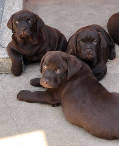 Labrador retriever 6