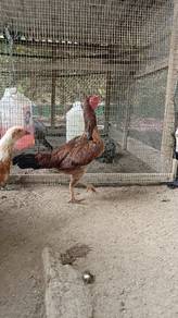 Ibu Ayam Baka Pakoiy bertaji