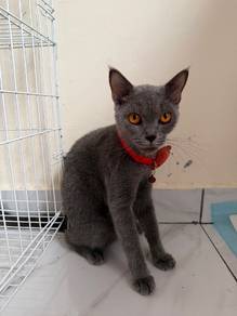 bsh mix 2ekor Utk dijual