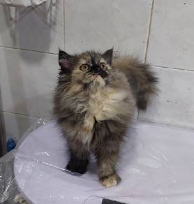 kitten female 2 months 