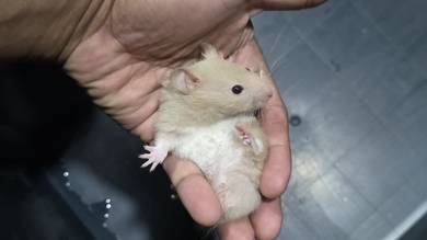 Boy Hamster Syrian 2 month age