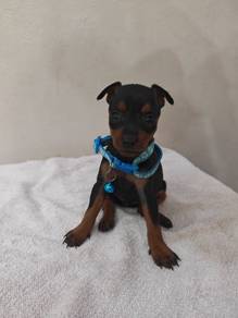 New! Mini Pinscher Puppies!