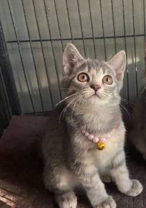 kitten female 