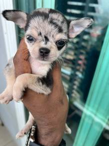 chihuahua available &5