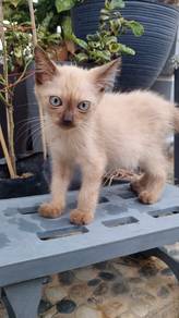 siamese kitten for adoption 