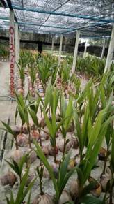 Benih kelapa sggori & biji kelapa tua sgg