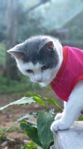 Kucing mix breeds Male