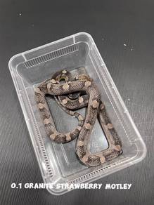 corn snake