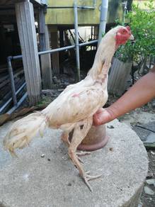 ayam baik