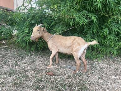 Kambing tino cukup umur