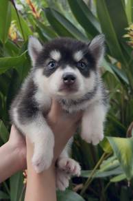 husky