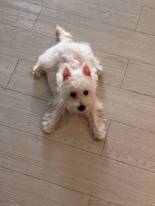 Westie highland puppy