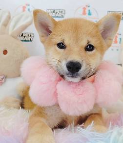 Shiba Inu