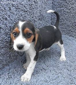 A5670 Lickable Beagle Smooth Coat Long Ears Baby P