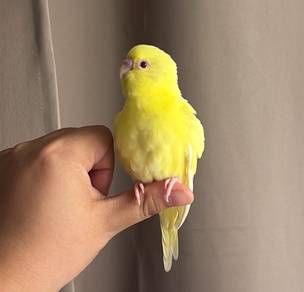 burung jinak