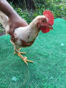 Ayam Kacuk (Weigh Leghorn&RIR)
