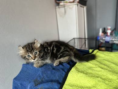 Anak Kucing