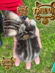 Furbaby BSH GOLDEN BLACK Marble BRITISH SHORT HAIR