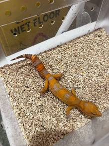Gecko Untuk Dijual
