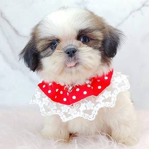 Shih Tzu