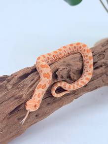 Hognose Snake