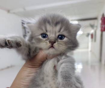 kitten