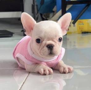 FRENCH BULLDOG PUPPIES 🌻VIP48  Girl