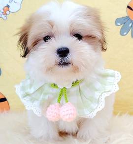 Shih Tzu
