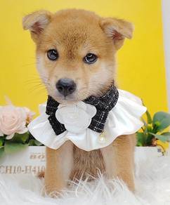 Shiba