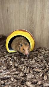 Syrian Big Bone Hamster for Sale