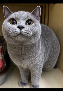 BSH Purebreed