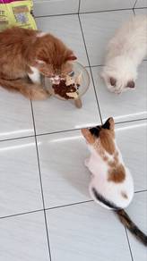 CAT rehome
