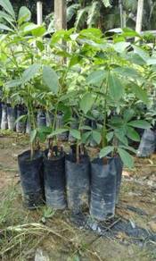 Anak benih getah terbaik PB 350