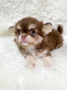 apple head Chihuahua h