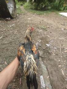 anak ayam sabung 