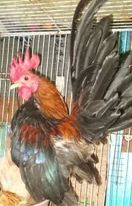 Serama Jantan harga borong 3ekor