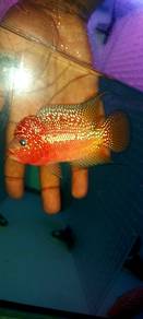 flowerhorn kamfa f2