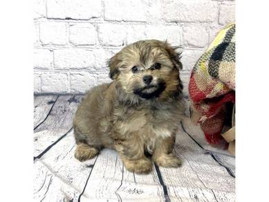 Beloved Maltipoo stealing hearts everywhere puppy