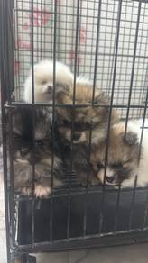 20 Pomeranian for Sale (Pet Shop) 20多只博美等家 宠物店新到