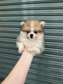 pomeranian
