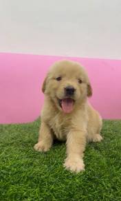 Golden retriever mka big bone puppies
