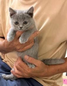 bsh