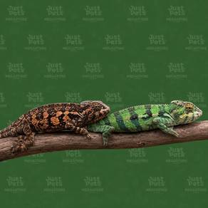 Chameleon Sambrinano Panther