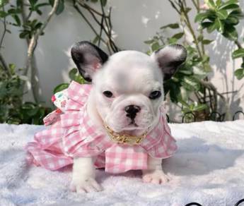 FRENCH BULLDOG PUPPIES 🌻S173 Charming Girl